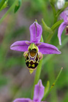 Orchide abeille