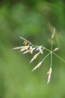 Graminnes en fleur