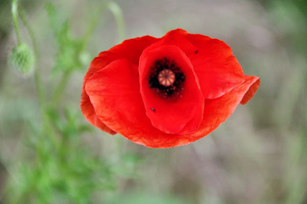 Coquelicot