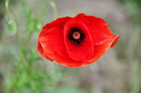 Coquelicot