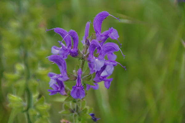 Jolies fleurs