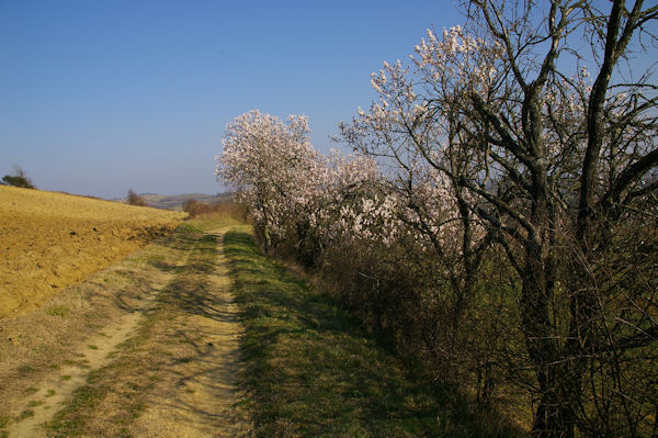 Le joli chemin sous Ptarri