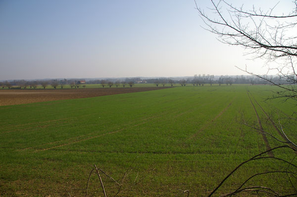 Les champs de bl  La Grande Arse