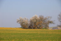 C'est le printemps!