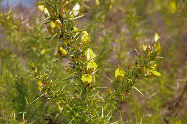 C_est le printemps, les genets sont en fleur!