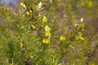 C_est le printemps, les genets sont en fleur!