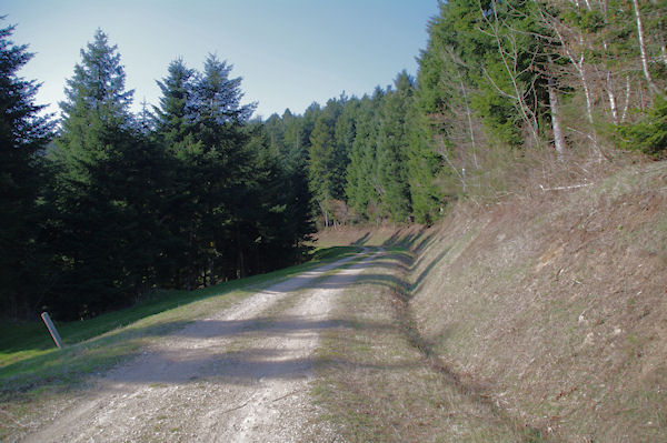 Des sapins en descendant dans la valle du Sor