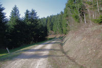 Des sapins en descendant dans la vallee du Sor