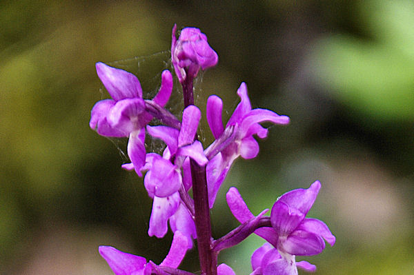 Belle orchide vers La Dugari