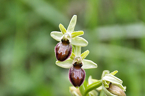 Belle orchide vers Les Bruguettes