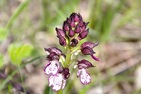 Belle orchide vers Les Bruguettes