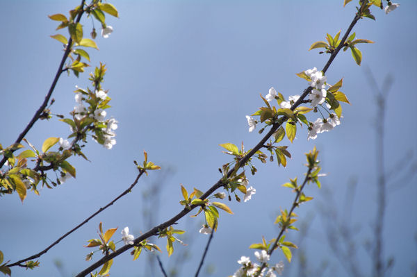 C_est le printemps!