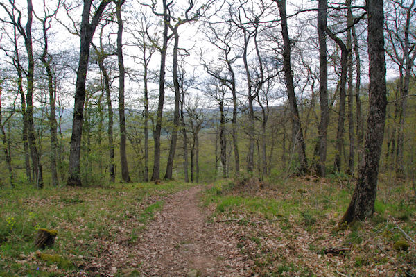 Dans les bois sous le Pas de Caillaret