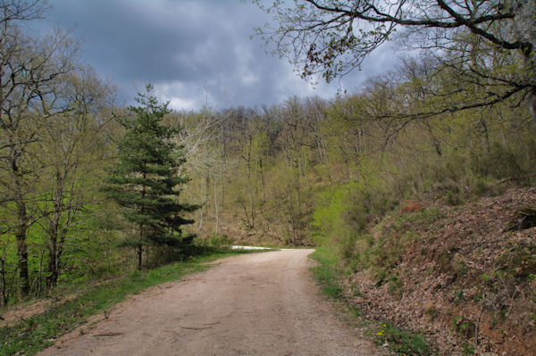 La route forestire de la Baronne