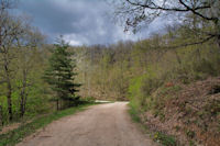 La route forestire de la Baronne