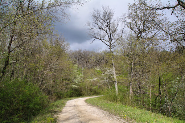 La route forestire de la Baronne