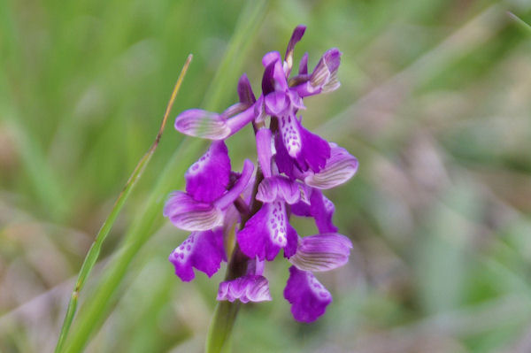 Belle orchide vers Bosc de Sales