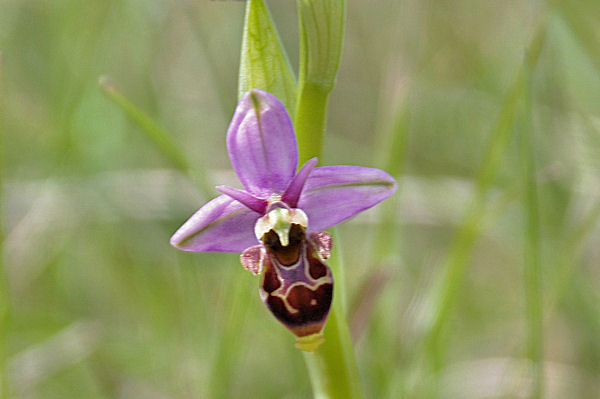 Belle orchide vers Bosc de Sales