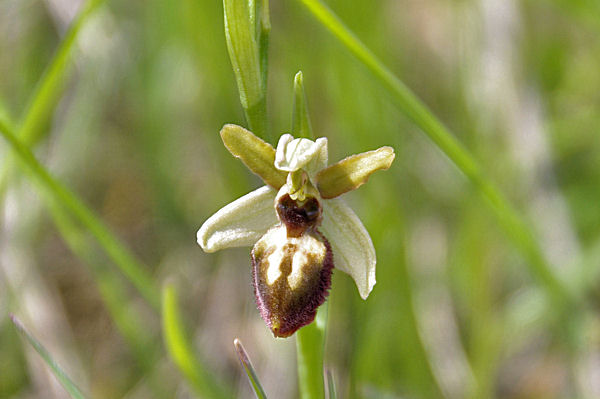 Belle orchide vers Bosc de Sales