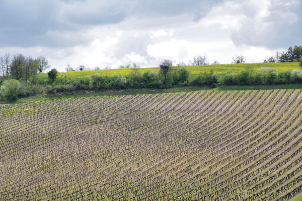 Les vignes vers La Barthe