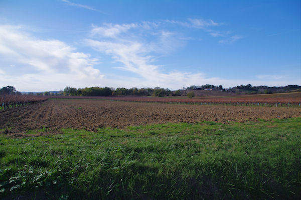 Les vignes sous Bories-Vieilles