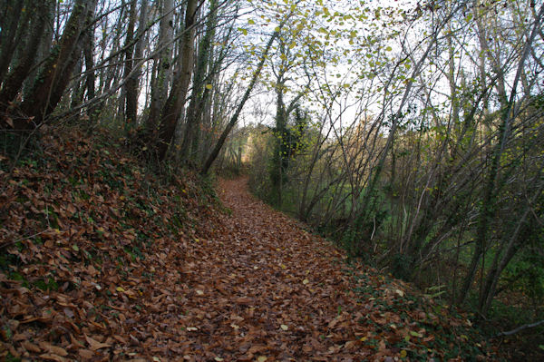 Le chemin arbor menant  St Etienne de Vionan