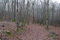 Dans le Bois de La Bouyssiere