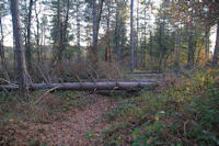 Le chemin barre par les arbres couches par la tempete Klaus au dessus de La Plancade