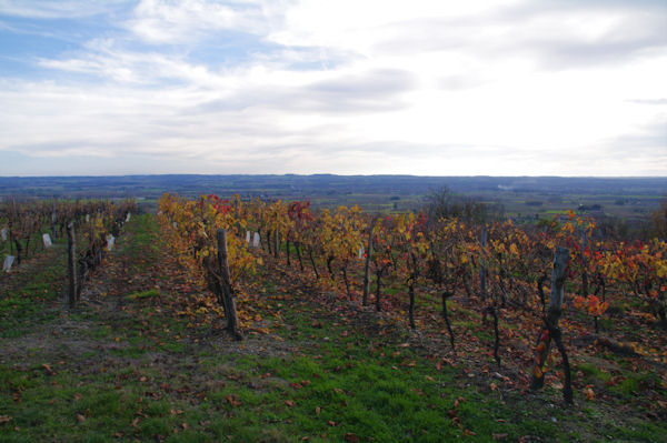 Les vignes de Montegut, au fond, la valle du Tarn