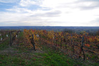 Les vignes de Montegut, au fond, la vallee du Tarn