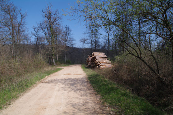 La route forestire de la Baronne