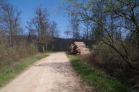 La route forestiere de la Baronne