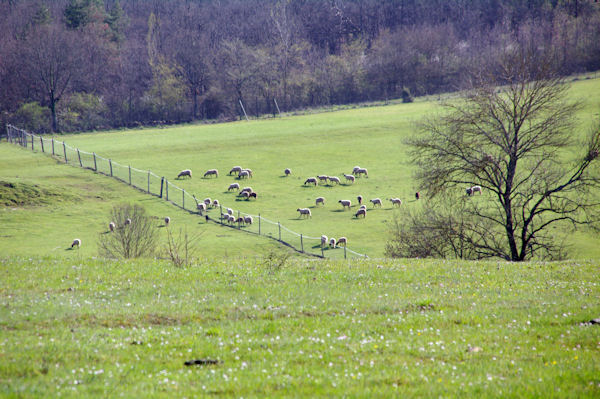 Des moutons vers La Ginibrire