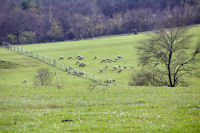 Des moutons vers La Ginibriere