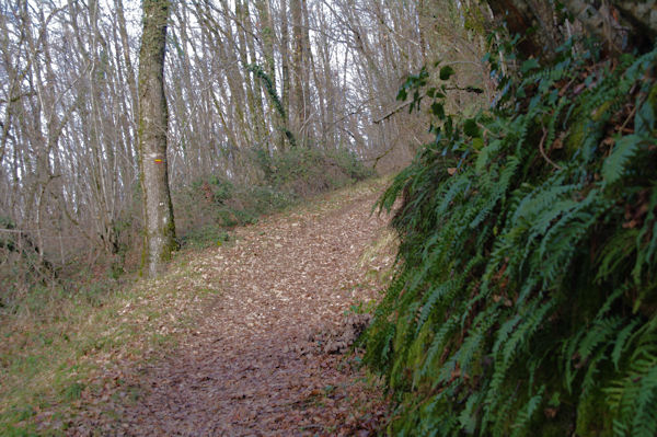 Le chemin vers La Peyre