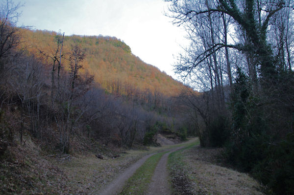 Le chemin remontant la valle du ruisseau de Laussire