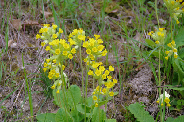 Une Orchis tachet