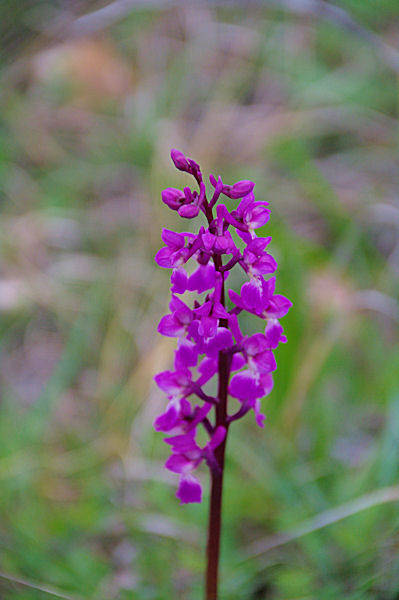 Orchis male