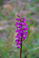 Orchis male