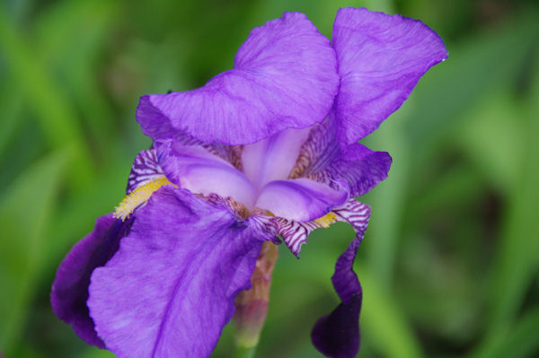 Bel iris