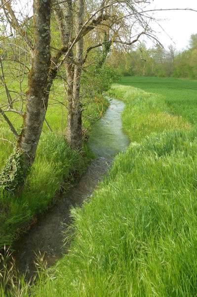 Le ruisseau de Vervre