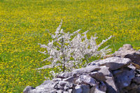 C'est le printemps a Cirbelle