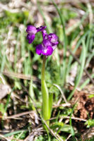 Premiere orchidees au Fournet