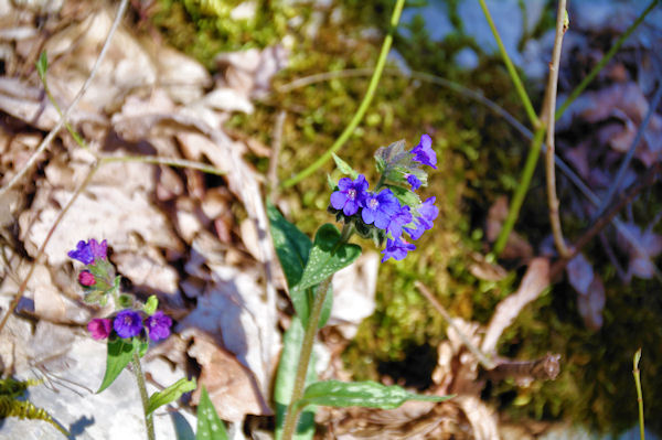 C_est le printemps!