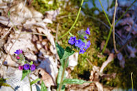 C'est le printemps!