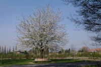 C_est le printemps au Bois de la Dele