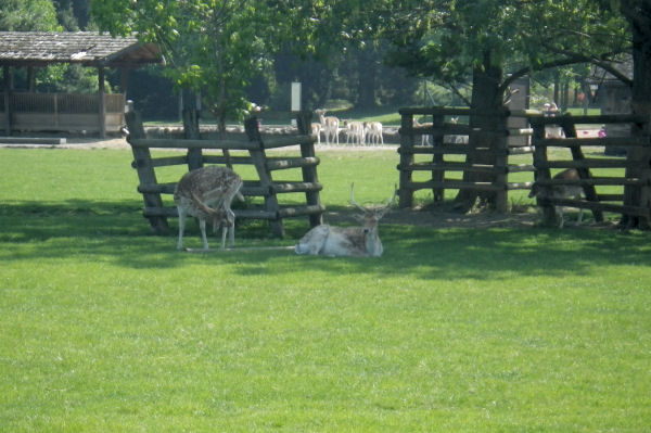 Le parc aux daims