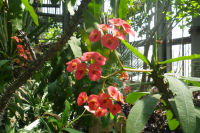 Dans les serres du jardin botanique