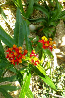 Dans les serres du jardin botanique