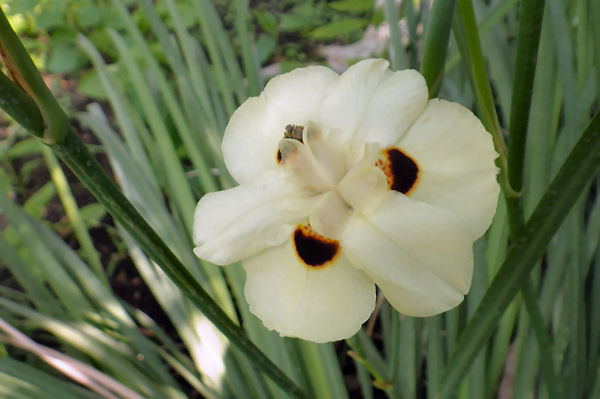 Dans les serres du jardin botanique